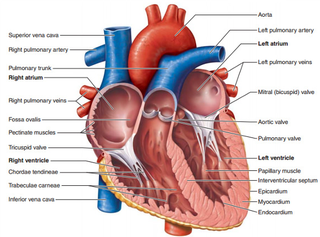 Illustration for article titled Here's How You Could Replace Your Car's Fuel Pump With A Human Heart